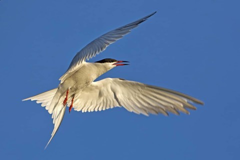 Common Tern (Sterna hirundo) flying, Texel, Netherlands