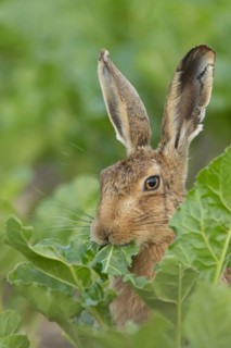 European brown hare (Lepus europaeus) adult animal feeding on a sugar beet crop leaf in a farmland