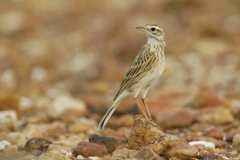 Australian Pipit (Anthus australis), New South Wales, Australia