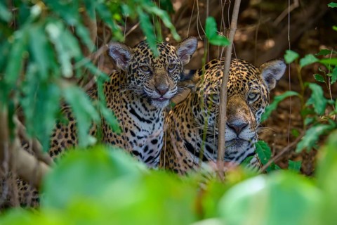 Two jaguars one young hiding in the dense jungle, surrounded by leaves, Jaguar (Panthera onca),