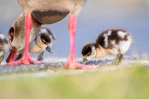 Egyptian goose (Alopochen aegyptiaca) mother with her chicks on a meadow at the shore of a lake,