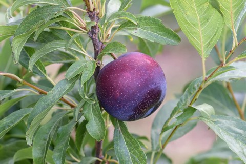 Japanese plum (Prunus salicina 'October Sun'),  Austria