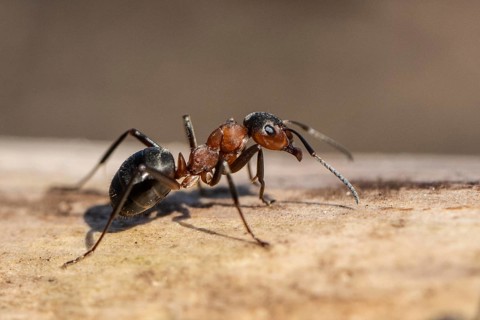 Red Wood Ant (Formica rufa), Emsland, Lower Saxony, Germany