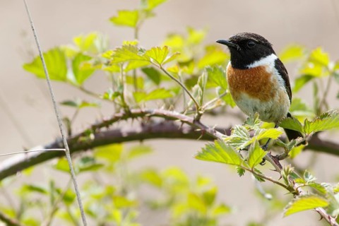 Common Stonechat (Saxicola rubicola), male perched on a branch, Galicia, Spain