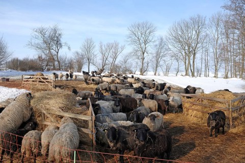 Sheep in winter on pasture, Othenstorf, Mecklenburg-Western Pomerania, Germany