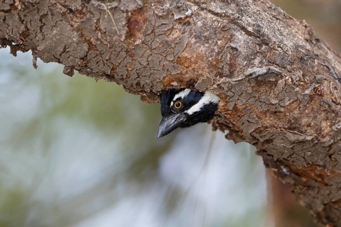 Spot-flanked Barbet (Tricholaema lacrymosa) on nest, Lake Baringo, Kenya