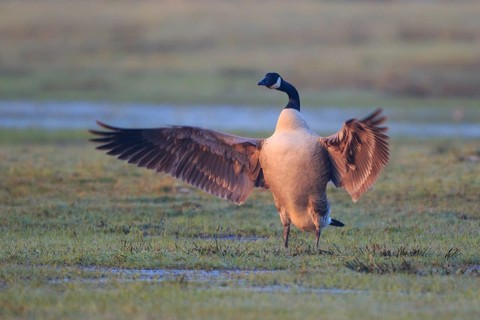 Canada Goose (Branta canadensis), North Rhine-Westphalia, Germany