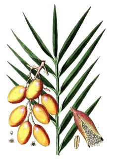 Phoenix dactylifera, true date palm, digital reproduction of a historical original, between 1790
