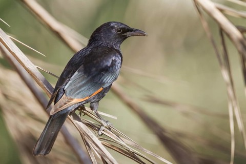 Tristram's Starling - Tristramstar - Onychognathus tristramii, Oman, male adult