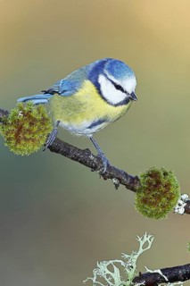 Blue tit (Parus caeruleus), sitting on a branch overgrown with lichen and moss, Wilnsdorf, North