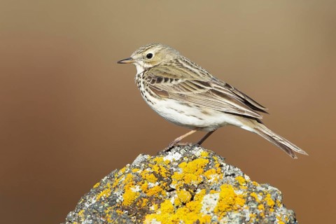 Meadow Pipit (Anthus pratensis), Iceland