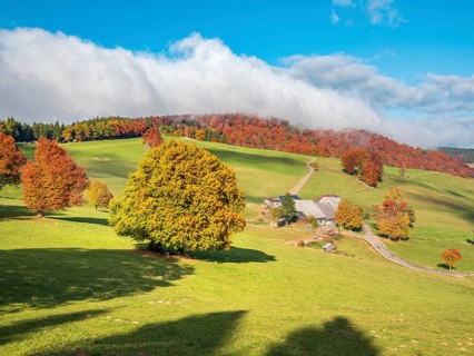 View of typical Black Forest landscape, farm and green meadows with old grazing beech trees in full