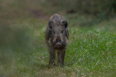 This youngster has lost sight of the wild boar (Sus scrofa) and is looking for it, late autumn,