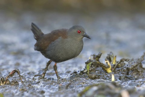 Spotless Crake (Porzana tabuensis), Victoria, Australia