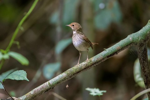 Rufous-tailed Robin (Larvivora sibilans) perched on a branch, Cuc Phuong, Vietnam