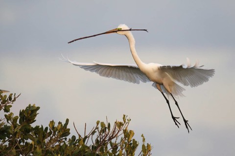 Great Egret (Ardea alba) flying, Florida, USA
