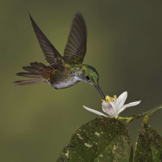 Andean Emerald (Amazilia franciae), Ecuador
