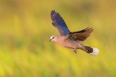 Crescent Pigeon, (Streptopelia semitorquata), animals, birds, pigeon family, biotope, habitat,