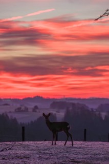 A female roe deer (Capreolus capreolus) stands in a meadow after a very cold night and waits for