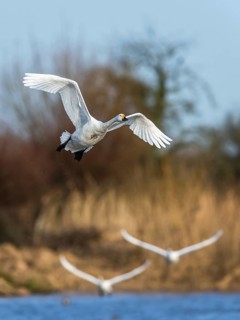 Tundra Swan, Bewick's Swan, Cygnus columbianus in flight at winter in Slimbridge, England, United