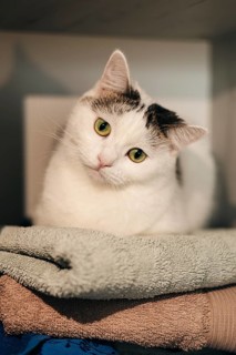 A charming white cat with green eyes tilts its head adorably while sitting on a pile of soft,