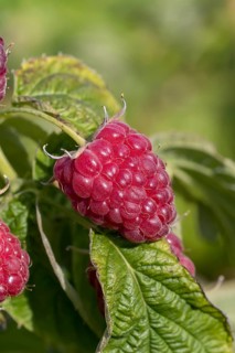 Autumn raspberry (Rubus idaeus 'Little Sweet Sister'), BS Sämann, Germany