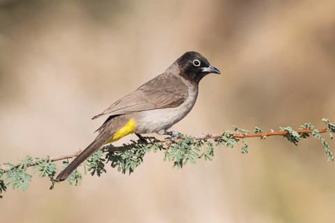 White-spectacled Bulbul (Pycnonotus xanthopygos) perched on a branch, Eilat, Israel