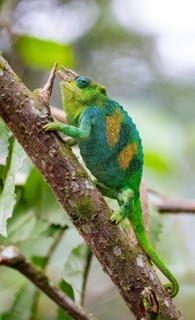 Three-horned chameleon (Trioceros jacksonii), male, on a branch, Bwindi Impenetrable Forest