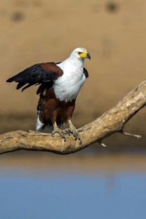 African fish eagle (Haliaeetus vocifer), Zambia