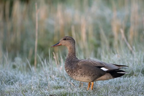 Schnatterente (Anas strepera), Gadwall, Erpel zur Balzzeit, mit Rauhreif, April, Insel Texel,
