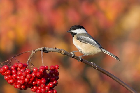 Black-capped Chickadee Poecile atricapilla Minneapolis, Minnesota, USA 1 November Adult on Mountain