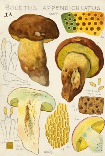 Mushroom, mushrooms, Butyriboletus appendiculatus, syn. Boletus appendiculatus, also known as