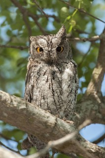 Eurasian Scops Owl (Otus scops), Mpumalanga, South Africa