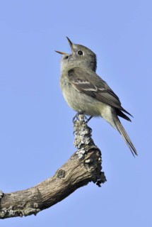 Hammond's Flycatcher (Empidonax hammondii) singing, British Columbia, Canada
