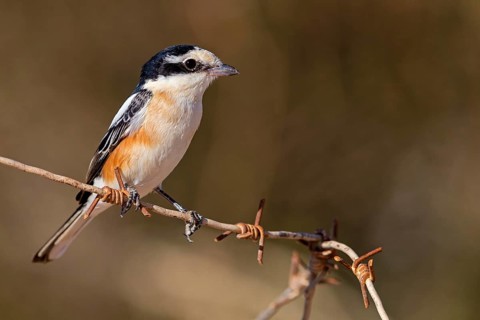 Masked shrike (Lanius nubicus), Israel, Middle East