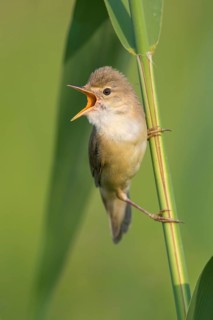 Marsh Warbler (Acrocephalus palustris) male singing in reeds, Poland