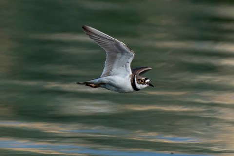Little Ringed Plover (Charadrius dubius) flying, Saxony, Germany