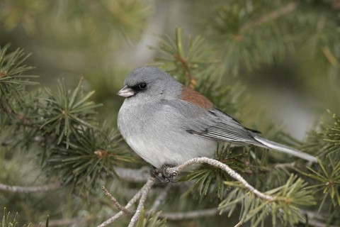 Grey-headed Junco (Junco hyemalis caniceps), New Mexico, USA