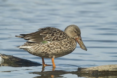 A female Northern Shoveler rests on a floating log at Colusa National Wildlife Refuge California