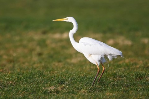 Great Egret (Ardea alba), Netherlands