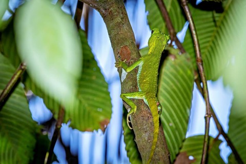 A green chameleon climbs on a tree trunk surrounded by tropical leaves in the jungle, a hump-nosed