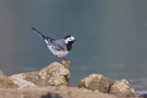 White Wagtail (Motacilla alba), North Rhine-Westphalia, Germany