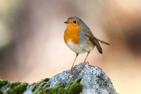 European Robin (Erithacus rubecula), perched on a stone, Galicia, Spain