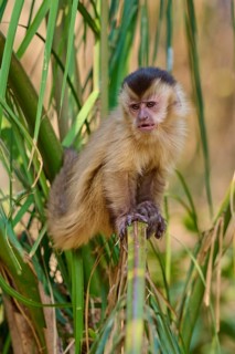 The capuchin monkey sits in a bamboo thicket and appears relaxed, capuchin monkey (Sapajus apella),