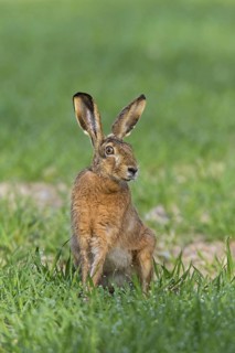 European brown hare (Lepus europaeus) sitting in meadow, field in spring