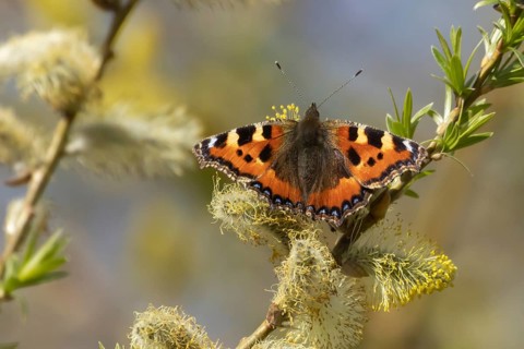 Small tortoiseshell butterfly (Aglais urticae) adult insect feeding on Goat willow (Salix caprea)