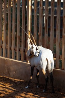 Arabian oryx (Oryx leucoryx) in the Arabian Oryx Camp, Wahiba Sands desert or Rimal Al Wahiba or