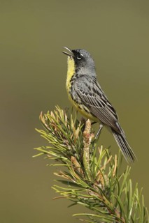 Kirtland's Warbler (Setophaga kirtlandii) singing, Michigan, USA