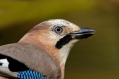 Gaai, Eurasian Jay, Garrulus glandarius