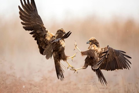 Western Marsh Harrier (Circus aeruginosus) female quarreling, Castile-La Mancha, Spain